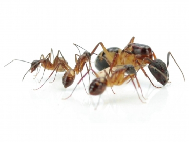 Preview: Camponotus substitutus (dunkle Variante)